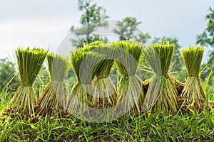 Rice seedlings prepared for planting