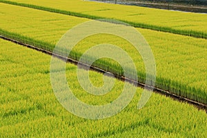 Rice seedlings ready to growing in the rice field
