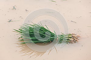 Rice seedlings in a rice field