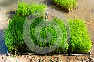 rice seedlings in seedling trays,Rice seedling