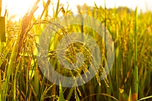 Rice seeds in the afternoon, copy space, can be used as background and wallpaper