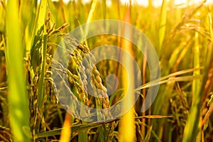 Rice seeds in the afternoon, copy space, can be used as background and wallpaper