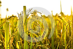 Rice seeds in the afternoon, copy space, can be used as background and wallpaper