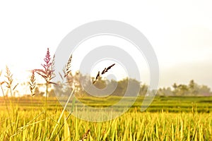 Rice seeds in the afternoon, copy space, can be used as background and wallpaper