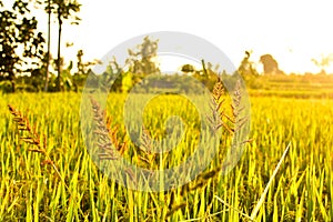 Rice seeds in the afternoon, copy space, can be used as background and wallpaper