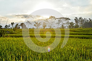 Rice seeds in the afternoon, copy space, can be used as background and wallpaper