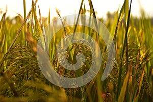 Rice seeds in the afternoon, copy space, can be used as background and wallpaper