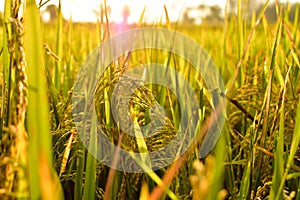 Rice seeds in the afternoon, copy space, can be used as background and wallpaper