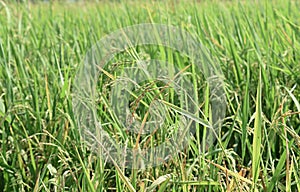 Rice seeds in the field