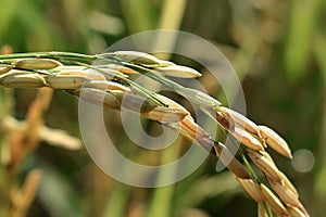 Rice seeds in the field