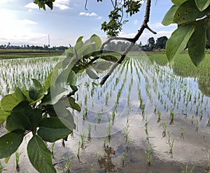 The rice seeds growth plant