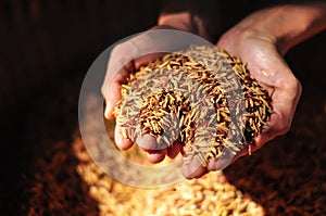 Rice seeds on hand