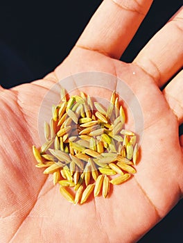 Rice seeds paddy dhan grains on human hand palm closeup image stock photo. photo