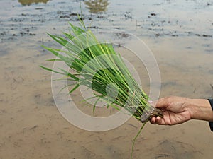 Rice seeds are ready to be planted in rice fields