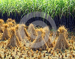 Rice sheaf after harvest on the field