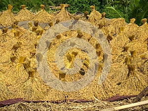 Rice sheaves drying in the sun on a rice terrace at tegallang photo