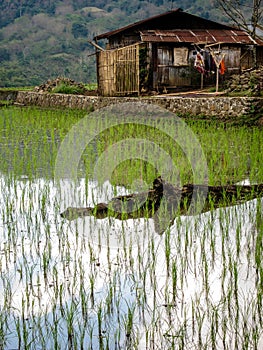 Rice shoots up out of the water, flores, Indonesia