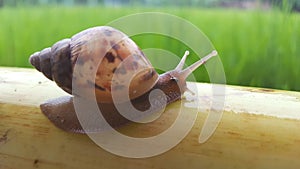 Rice slugs, animals without vertebrae