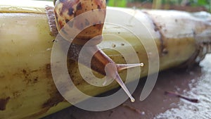 Rice slugs, animals without vertebrae