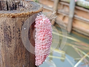 Rice snail eggs resemble grapes