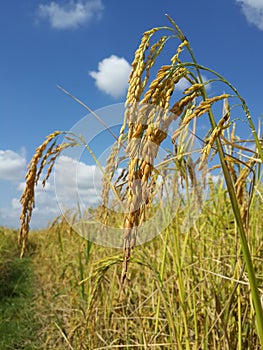 This rice species is named  & x22;Jasmine rice& x22; from Thailand