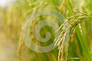 Rice spike in rice field