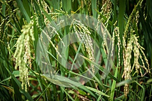 Rice spike in rice field