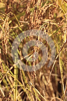 Rice spikes in the field