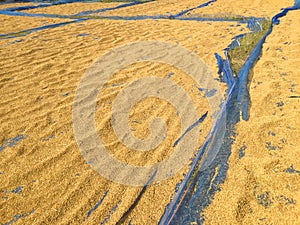 Rice spreading on the ground