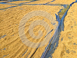 Rice spreading on the ground photo