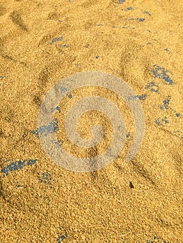 Rice spreading on the ground