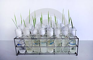 Rice sprout on cotton wool in test tubes placed in rack.