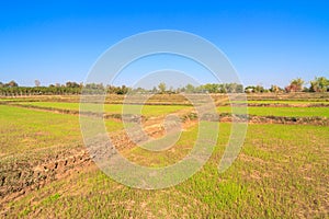 Rice sprout growing in the field