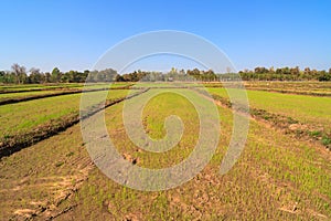 Rice sprout growing in the field