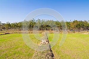 Rice sprout growing in the field and rubber tree in background