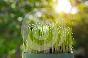 Rice sprout growing from seed growing. Green concept environment