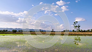 Rice sprouts field front of mountain and blue sky with white clouds reflection on water