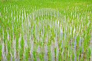 Rice sprouts plant growth in rice field