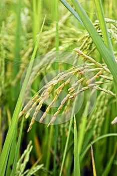 Rice Stalks