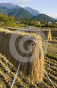 Rice Stalks