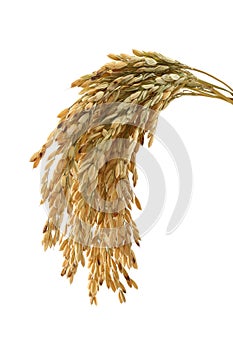 Rice stalks