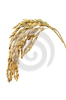 Rice stalks