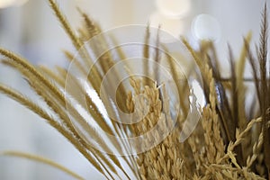 Rice stalks and barley as background