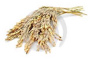 Rice stalks