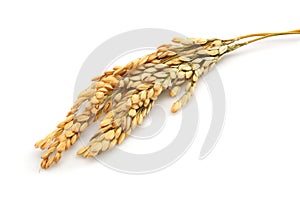 Rice stalks photo