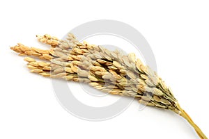 Rice stalks photo