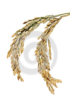 Rice stalks photo