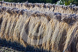 Rice Stalks II