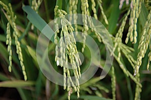 Rice stalks and spikes are photographed in detail