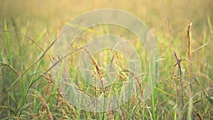 Rice stay still with slowly wind in paddy field. Thailand.